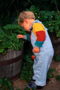 Fotografía de un niño pequeño recogiendo fresas