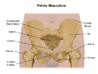 Anatomía de la pelvis masculina
