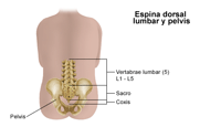 Ilustración de la espina dorsal lumbar y de la pelvis