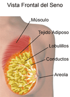 Dibujo sobre anatomía de los senos de una mujer, vista frontal