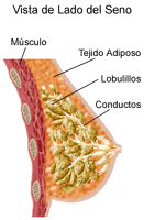 Dibujo sobre anatomía de los senos de una mujer, vista de lado