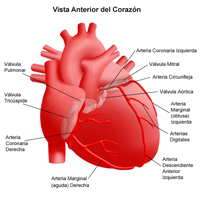Anatomía del corazón, vista anterior
