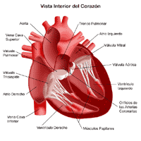 Anatomía del corazón, vista interior