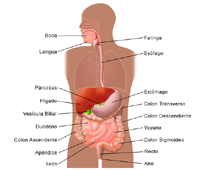 Dibujo de la anatomía del sistema digestivo de un adulto