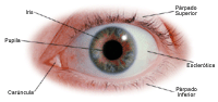 Anatomía externa del ojo