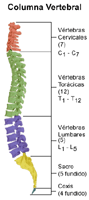 Anatomía de la columna vertebral con sus vértebras