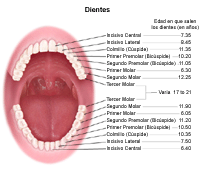 Dibujo que demuestra la edad en que salen los dientes permanentes