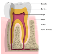 Anatomía de un diente, corte transversal
