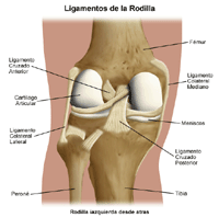 Anatomía de la articulación de la rodilla, mostrando los ligamentos