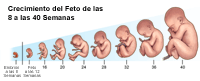 Dibujo que demuestra el crecimiento del feto desde las 8 hasta las 40 semanas
