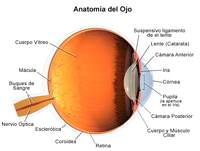 Anatomía interna del ojo