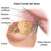 Dibujo sobre anatomía de los senos de una mujer, vista frontal