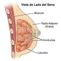 Dibujo sobre anatomía de los senos de una mujer, vista de lado