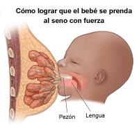 Dibujo sobre la lactancia materna, cuando el bebé toma el pezón