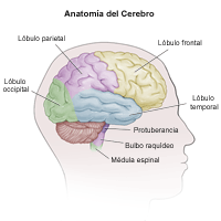 Anatomía del cerebro en un adulto