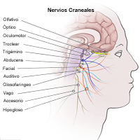 Ilustración de los nervios craneales