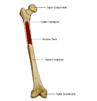 Anatomía de un hueso