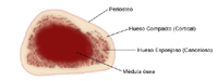 Anatomía de un hueso, corte transversal