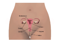 Dibujo sobre la anatomía del área pélvica femenina