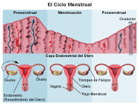 Ilustración que demuestra el ciclo menstrual