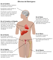 Dibujo que demuestra los efectos tanto positivos como negativos del estrógeno en las mujeres