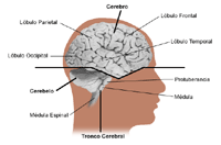 Anatomía del cerebro en un adulto