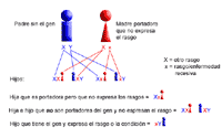 Dibujo genético que demuestra la herencia ligada a la X