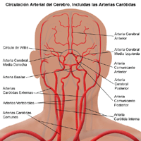 Ilustración del sistema de la circulación del cerebro, incluyendo arterias carótidas