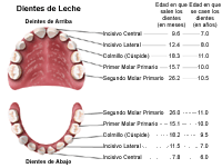 Dibujo que demuestra la edad en que salen y se caen los dientes de leche