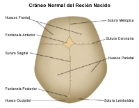 Anatomía del cráneo normal de un recién nacido