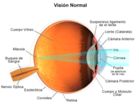 Dibujo que demuestra la visión normal