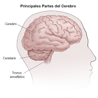Ilustración de la vista lateral del cerebro y las divisiones en cerebro, cerebelo y tronco cerebral
