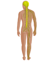 Illustration of the nervous system