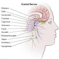 Illustration of cranial nerves