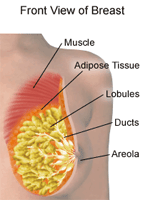 Illustration of the anatomy of the female breast, front view