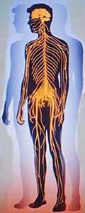 Illustration of the body's nervous system