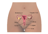 Anatomy of the female pelvic area