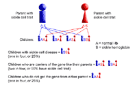 Genetic illustration, two parents with sickle cell trait