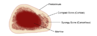 Anatomy of a bone, cross-section