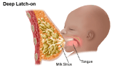 Illustration of breastfeeding, latch-on