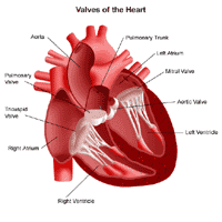 Anatomy of the Heart