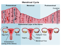 Illustration demonstrating the menstrual cycle
