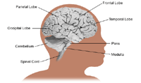 Anatomy of the brain, child