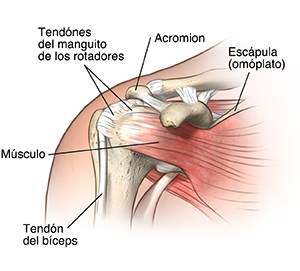 Vista frontal de la articulación del hombro donde se observan los ligamentos, los músculos y los tendones.