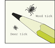 Common ticks