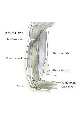 Illustration of elbow joint