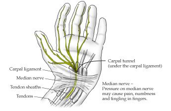Illustration: Anatomy of the hand