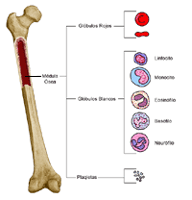 Anatomía de un hueso, que demuestra los glóbulos