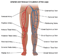 Illustration of the circulation system of the legs