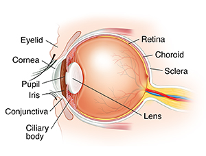 Side view cross section of eye.